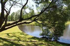 Landscape of the tree near the lake