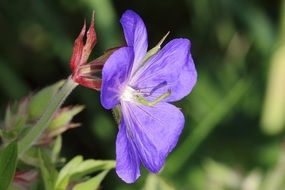 Blue flower in nature
