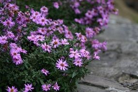 perennial aster, Beautiful pink flowers