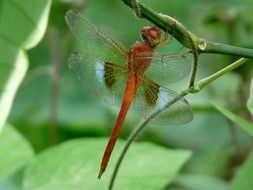 coral tailed dragonfly