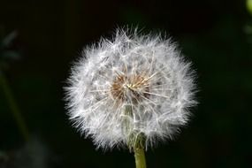 white dandelion seed head close up