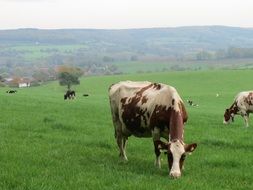cows on pasture, Netherlands, limburg