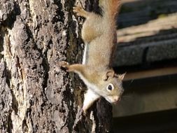 squirrel on a tree in the bright sun