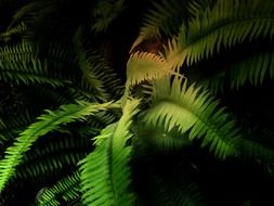 beautiful wild plant