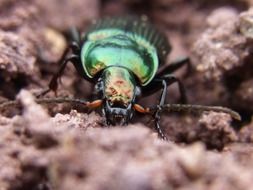 ground beetle from the family of beetles