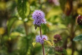 watermint plant