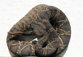 rattlesnake snake