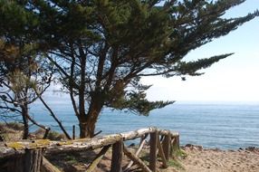 side landscape beach pine