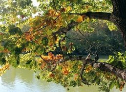 Branches of the tree near the lake