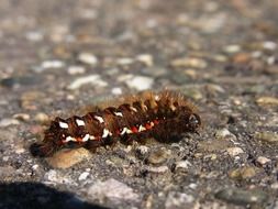 fluffy brown caterpillar on a stone