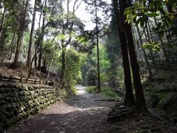 path in Japan forest