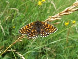 colorful butterfly on the blade grass