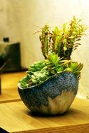 Green plant in a pot on the table in the house