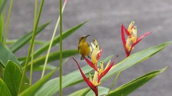 sun bird on flower