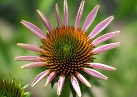 twisted daisy petals