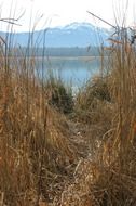 trail to the lake through reed