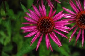 cute pink flower in garden