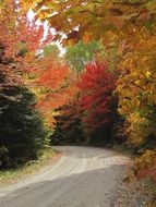 road against the bright autumn landscape