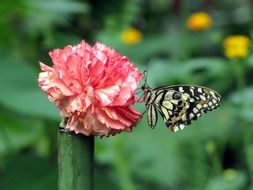 surprising beauty carnation butterfly