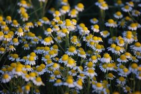 glade of small white daisies close-up