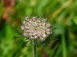 wild carrot umbrellas
