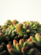 green caterpillar on a succulent plant