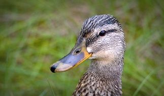 wild duck head close-up