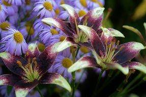 lily flower beautiful bouquet