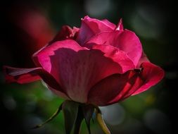 romantic light on the pink rose