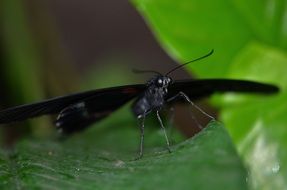 butterfly black nature fly flying