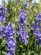 blue lupine flowers close-up on blurred background