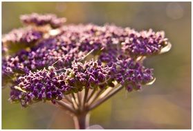 purple umbrella flower