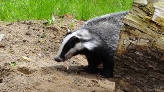 badger animal in forest