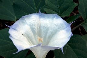 datura wrightii flower