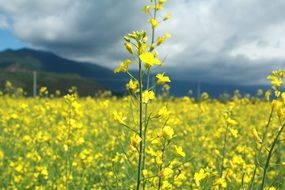 Landscape of yellow flower meadow