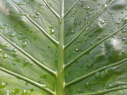 Picture of the drops on a leaf