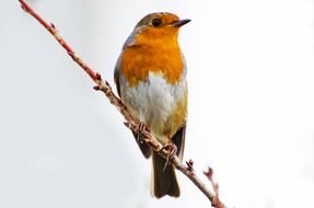 erithacus rubecula robin on a branch macro