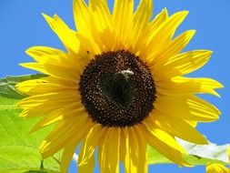 insect on a beautiful yellow sunflower close-up