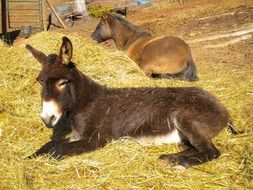 splendiferous donkey farm