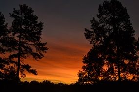 black silhouettes of trees in the evening with beautiful and colorful sunset in sky