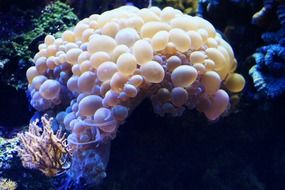 bubble coral