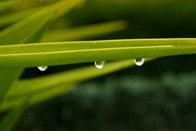 leaves with drops