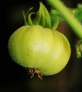 green tomato