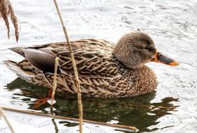 Wild duck is swimming in water