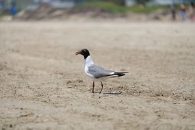 seagull bird on a beach