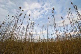 extraordinary wheat field