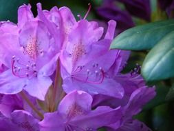 incomparable rhododendron flowers