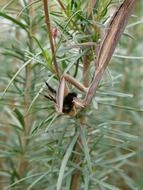 Mantis on the plant