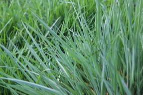 juicy green grass