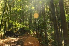 black jeep in the sunshine in the forest